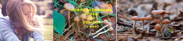 ПСИЛОЦИБИНОВЫЕ ГРИБЫ Магас
